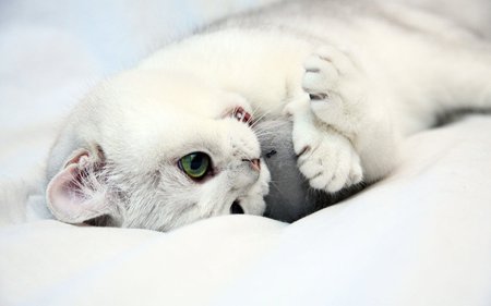 White kitten * For Carmen Bonilla - cat, toy, feline, ball, kitten, white, mammal, play, animal, sweet