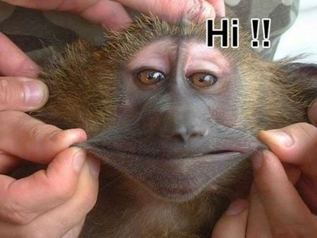 hiiiiiiiiiii - lol hwisit, funny, monkey, smiling