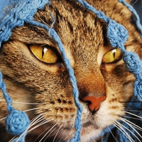 Cat in the jacket
