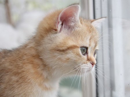 Red kitten - mammal, cat, animal, feline, sweet, kitten