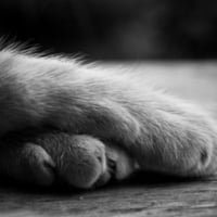 paws