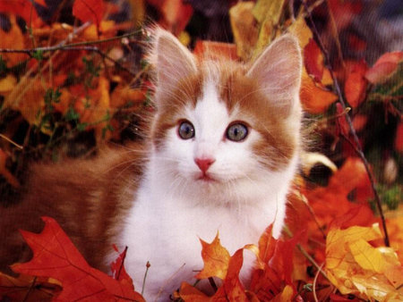 Autumn kitty - animal, kitten, feline, leaf, sweet, cat