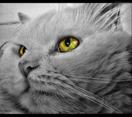 Yellow eyes - cat, animal, feline, sweet, kitten