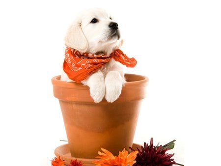 Sweet dog - pot, animal, dog, puppy, labrador, sweet