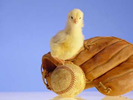 Chicken - bird, ball, baseball, ckicken, baby, sport, animal, nature, softball