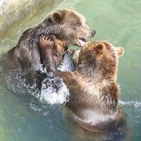 bears