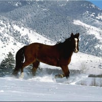 snow horse