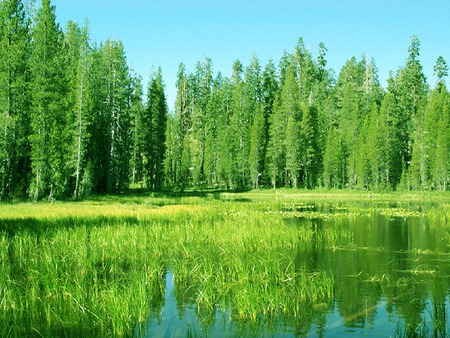 Green landscape - forest, water, landscape, tree, nature, green