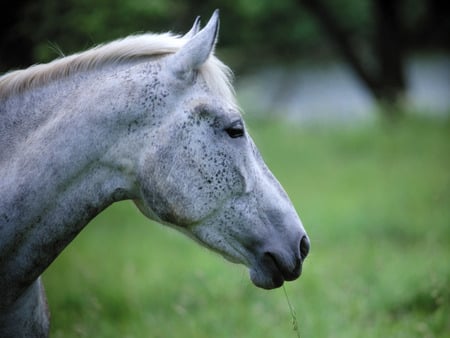 cute horse - i love horses, horse, horses