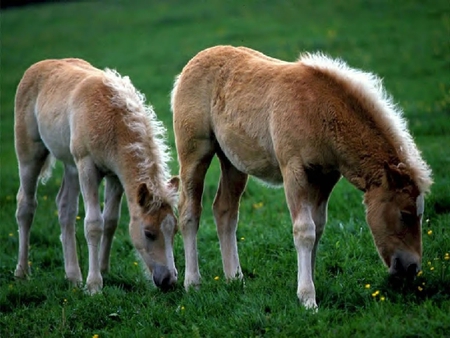 too horses - horses, i love horses, horse