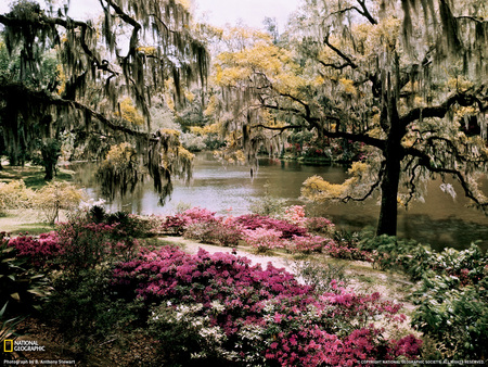 Middelton Gartens - carolina, trees, amazing, landscape, colourful, parks, gartens