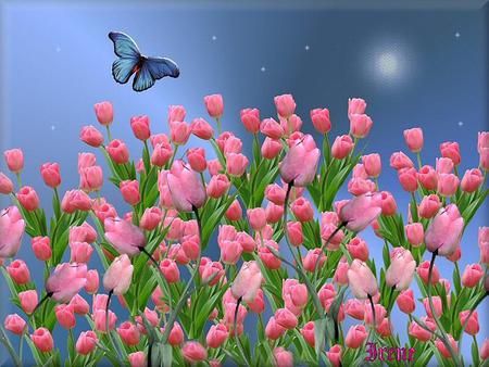 blossom by moonlight - moon, tulips, nature, butterfly, stars