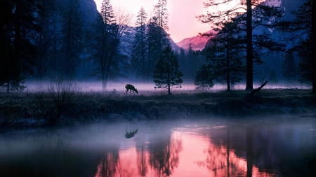 Magic in the Water - morning, nature, amazing, lake, landscape, forest, fog, sunset