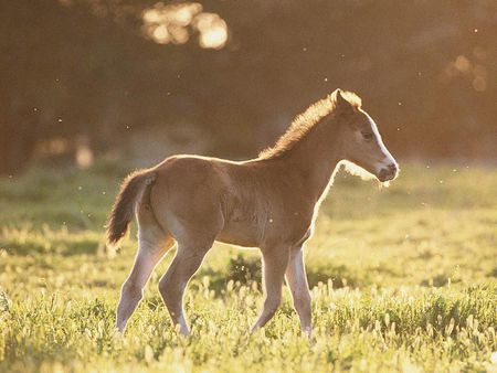 love - i love horses, horse, horses