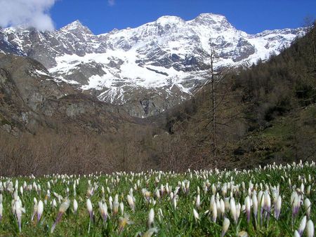 very first spring flowers - crocus, mountains, flowers, spring, first