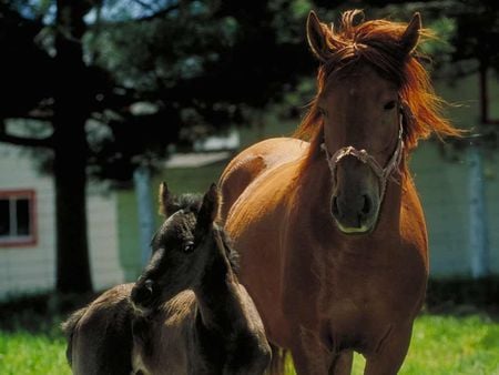 mother and foal - horses, horse, i love horses