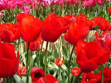 red tulips