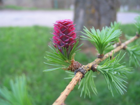 Larch cone - larch, cone, purple, beautiful, green, tree, spring