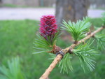 Larch cone