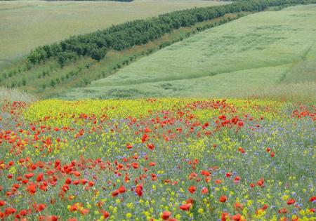 wild flowers for my friend WaterbugX2 - wild flowers, yellow, red, beautiful, green, field, popies