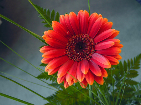 Red gerbera - nature, gerbera, flower, red