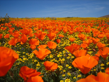 Golden poppies field - field, orange, flower, nature