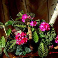 floral basket for my friend Andonia