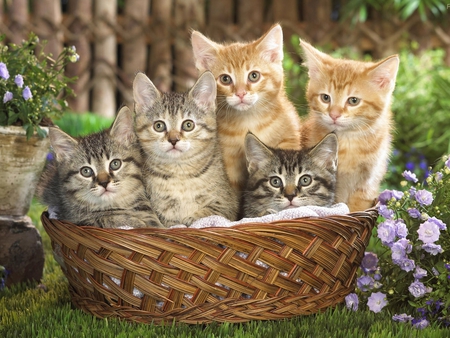 AngelinaBlue - cats, animal, animals, cute, kitten, sweet, basket