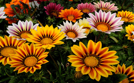 Gazanias - gazania, flower, nature, garden