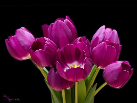 Purple tulips - nature, purple, tulip, flower