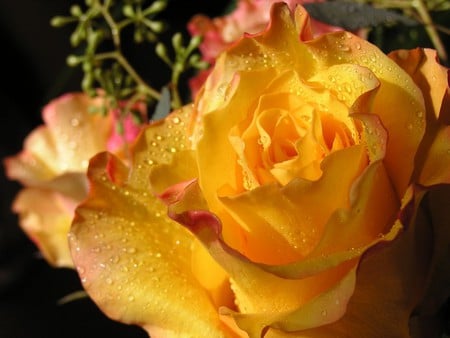 Splendorous - flower, yellow, nature, rose