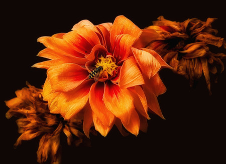 Fire flower - flower, orange, bee, nature, manipulation, insect