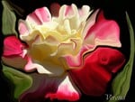 Wonderful rose