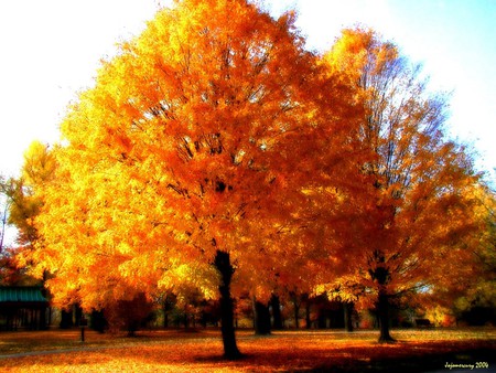 Touch of fire - orange, tree, nature, manipulation