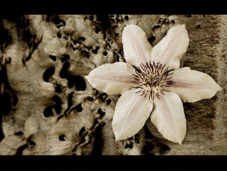 Abstract flower - abstract, nature, brown, manipulation, flower