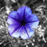 Blue flower on grey