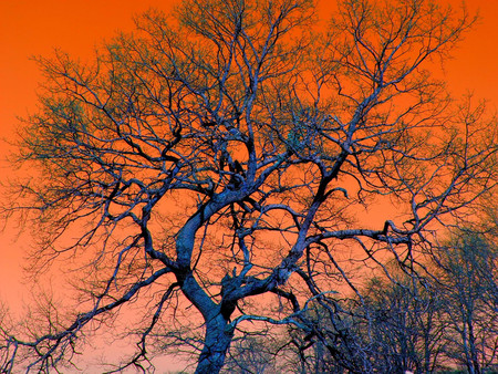 Tree on orange sky - nature, orange, tree, manipulation