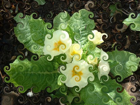 Flower manipulation - white, flower, nature, manipulation