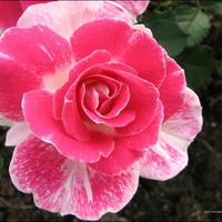 I have a friendship rose for you JASNAS