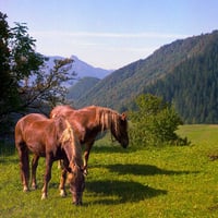 Grazing In The Grass