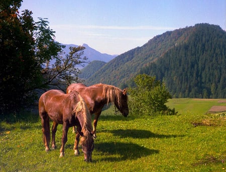 Grazing In The Grass - grazing, horses, two, grass, country