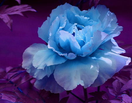 Blue & Purple - purple, blue, flower, petals