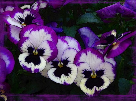 Trio - flowers, three, purple and white, pansies