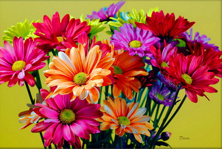 Spring brights for Beth - daisies, flowers, bright, spring, colors