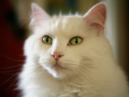 Sweet white cat - animal, kitten, cat, feline, mammal