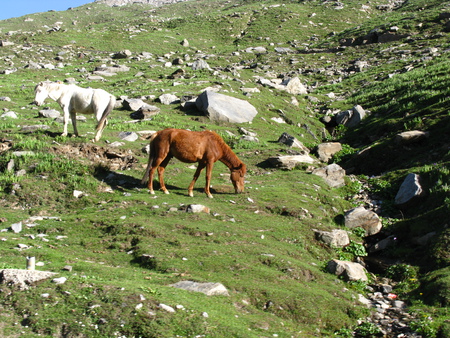 breakfast... - horses, greens, mountains, nature