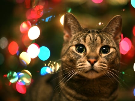 Holiday cat - animal, kitten, cat, feline, christmas, mammal