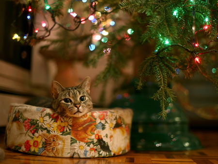 Christmas cat - christmas, animal, kitten, feline, mammal, cat