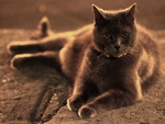 Sepia cat