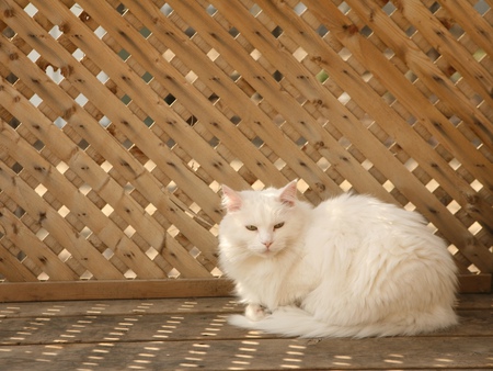 White cat posing